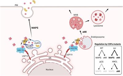 Safeguarding Lysosomal Homeostasis by DNAJC5/CSPα-Mediated Unconventional Protein Secretion and Endosomal Microautophagy